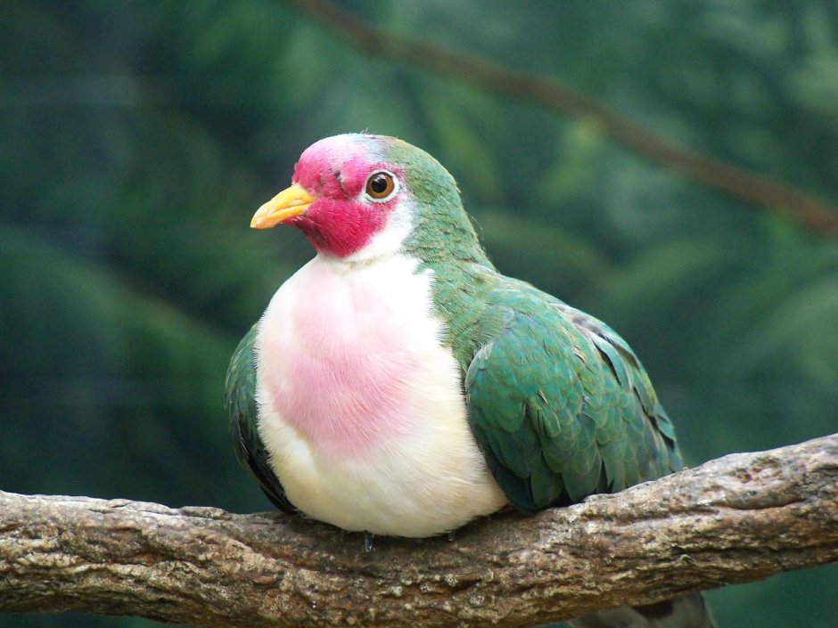 Jambu Fruit dove