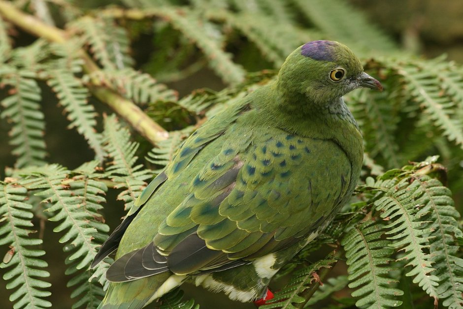 Ptilinopus tannensis