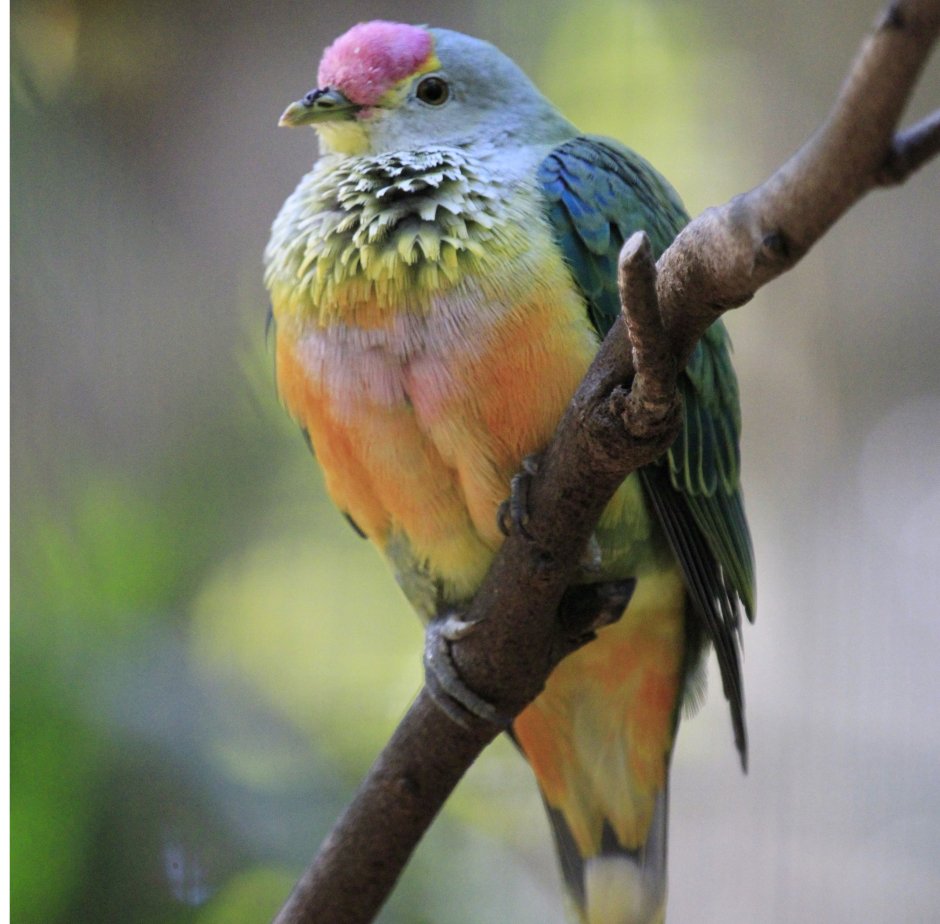 Ptilinopus solomonensis