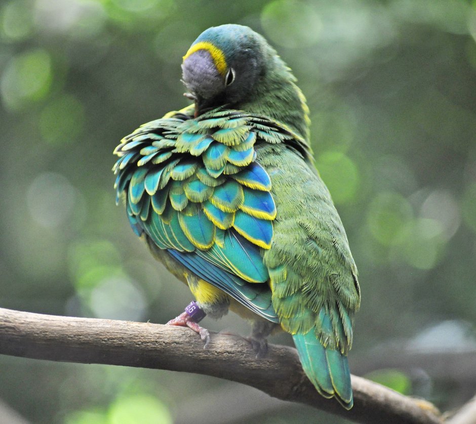 Ptilinopus merrilli