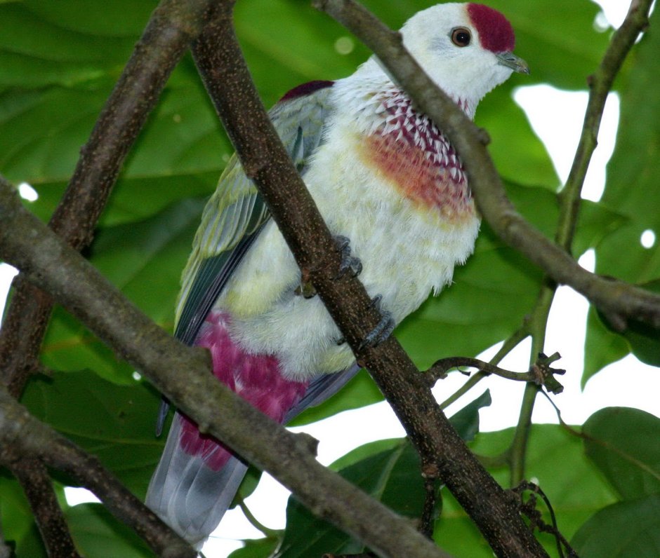 Ptilinopus perousii