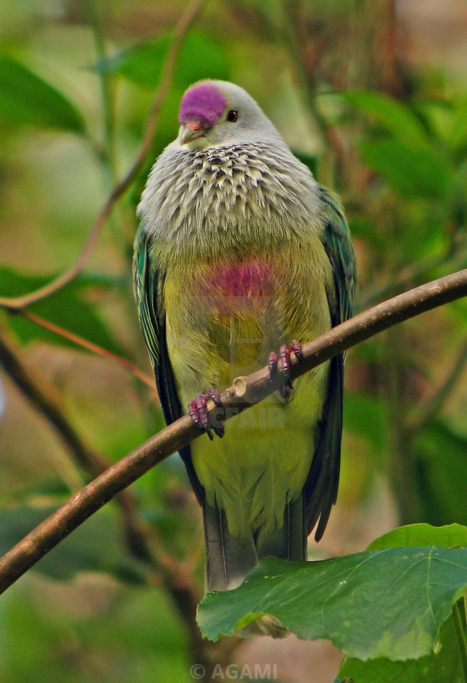 Ptilinopus coronulatus