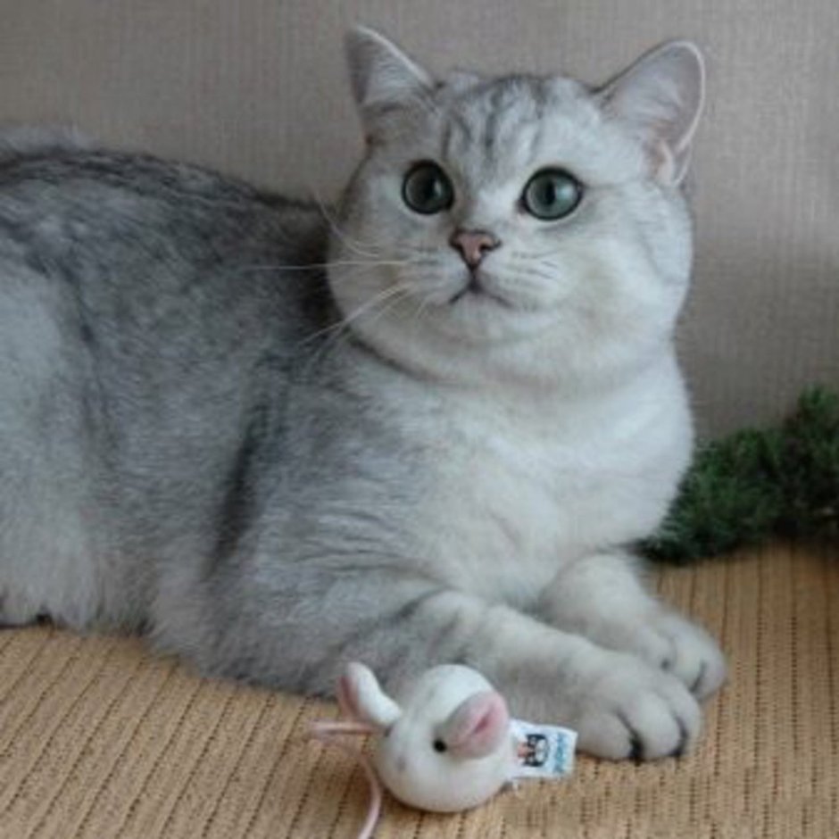 Британский кот серебристая шиншилла