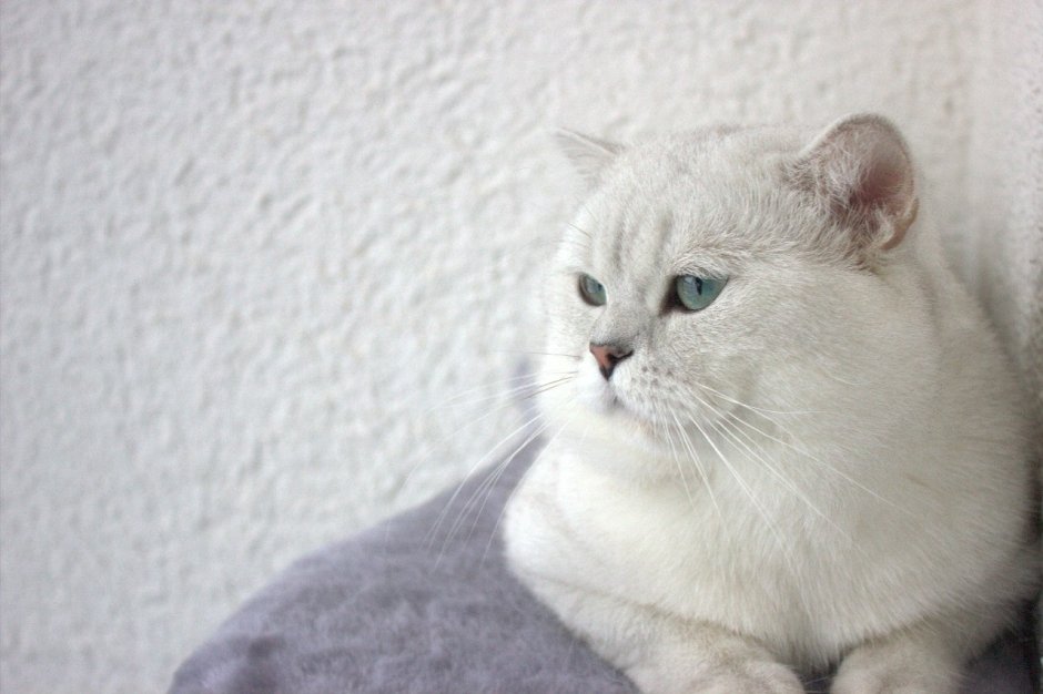 Шиншилла Британская голубая