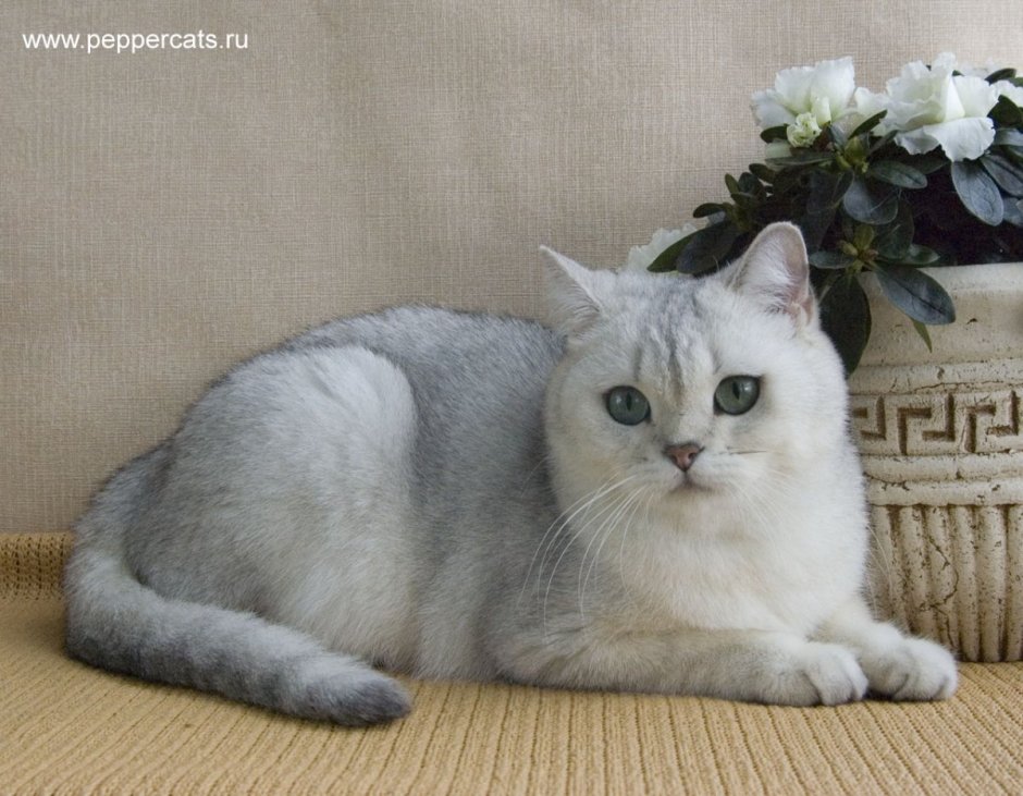 Британская шиншилла затушеванная