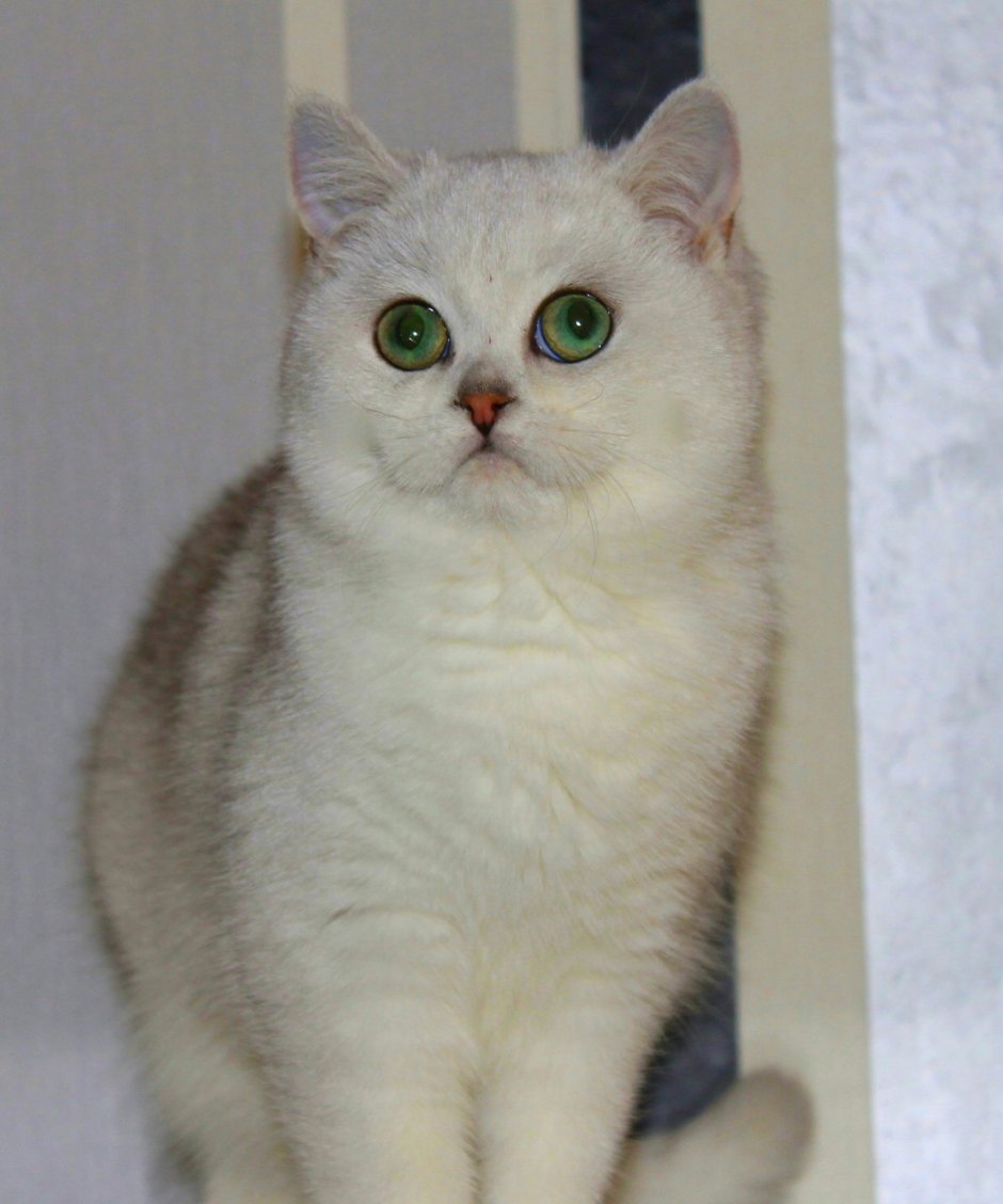 Британская короткошёрстная шиншилла