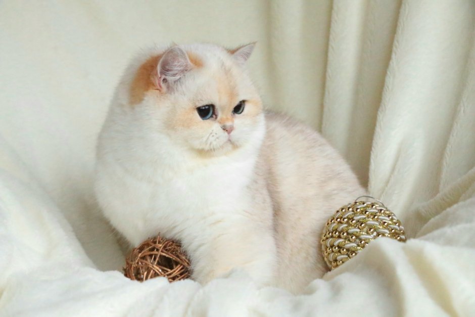 Британская шиншилла Коби вислоухая