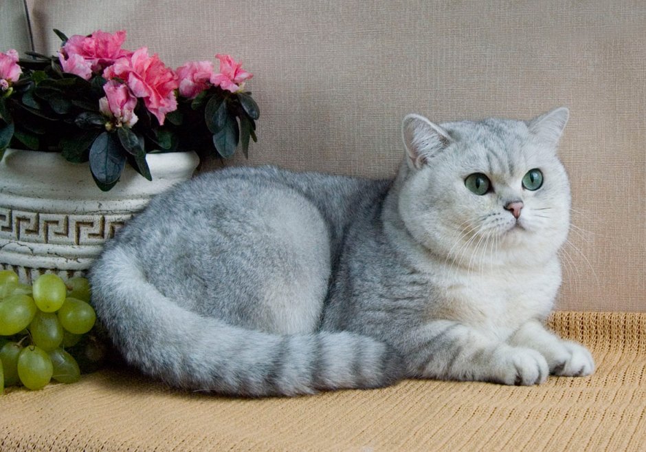 Серебристая шиншилла кошка