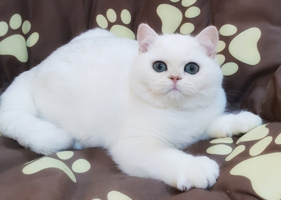 Шотландская прямоухая шиншилла серебристая