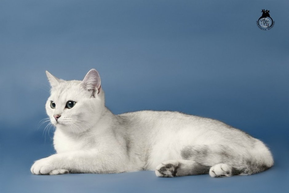 Шотландская прямоухая шиншилла
