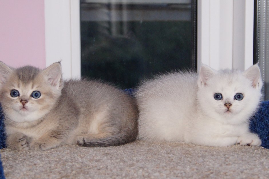 British Shorthair Cat White