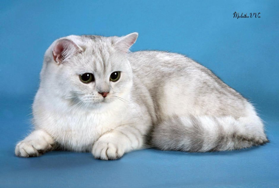 Шотландская прямоухая шиншилла серебристая