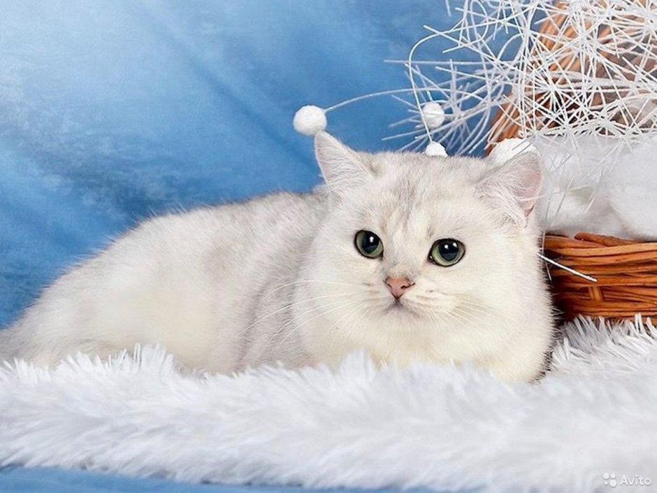 Серебристая шиншилла вислоухая