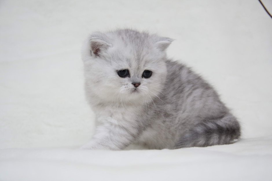 Британская короткошёрстная серебристая шиншилла