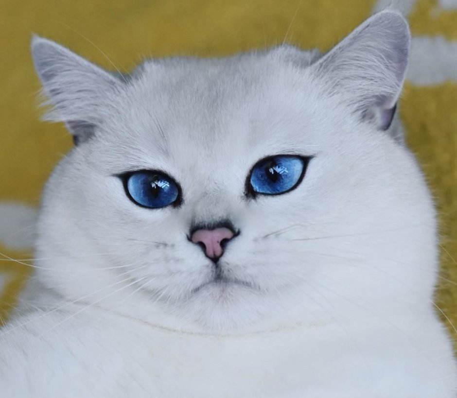 Серебристая шиншилла кошка