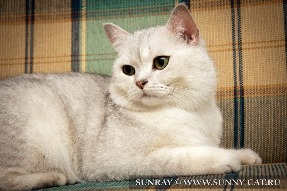 Британская Сибирская шиншилла