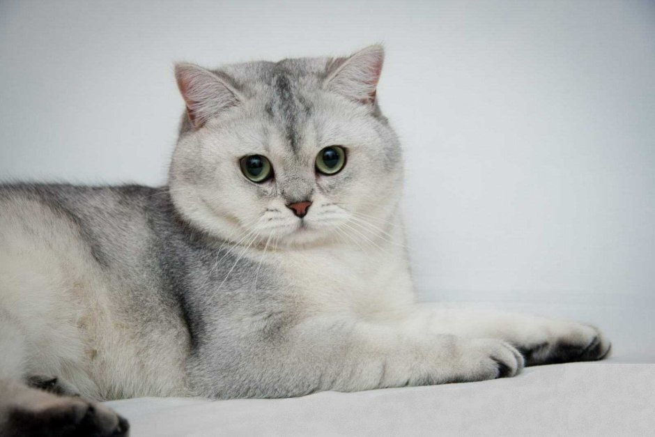 Бурмилла шиншилла