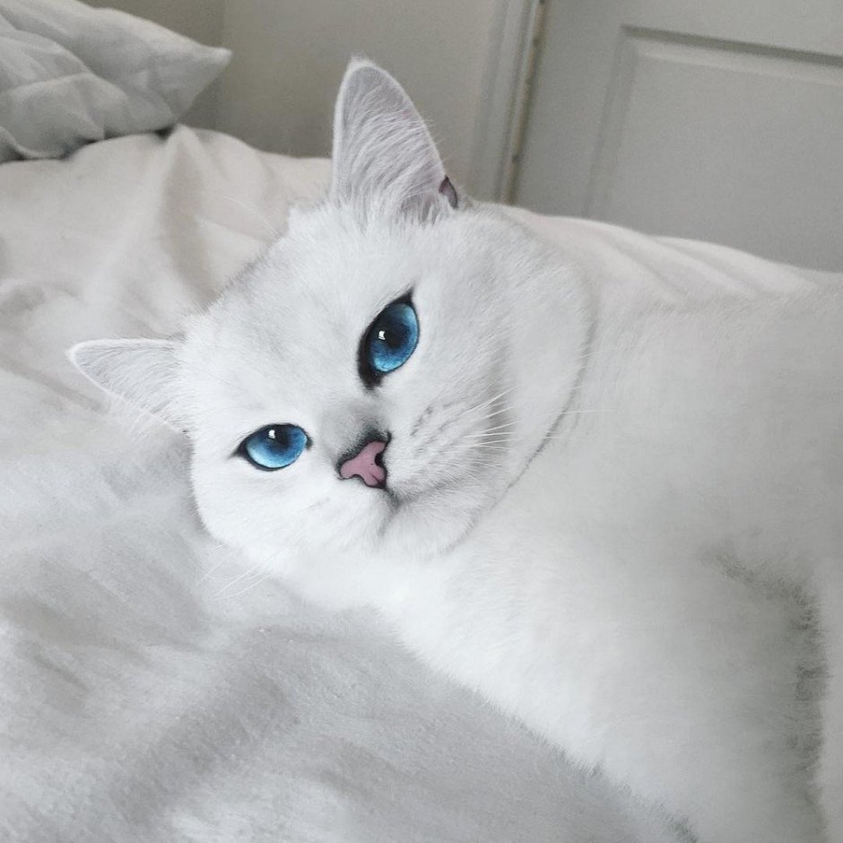 Бурмилла шиншилла