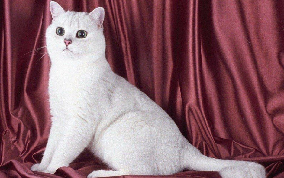 Шотландская вислоухая шиншилла