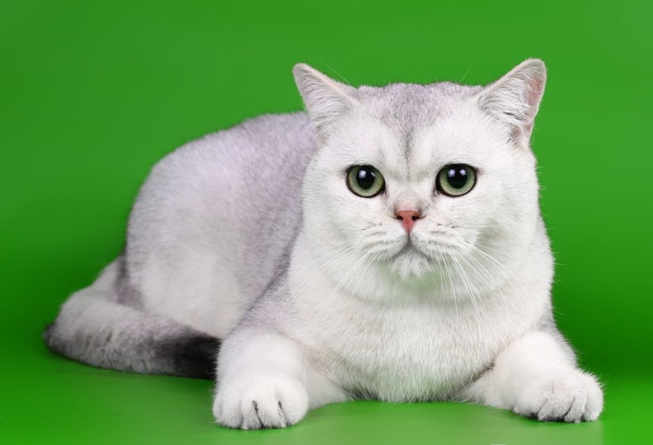 Шотландская прямоухая шиншилла серебристая