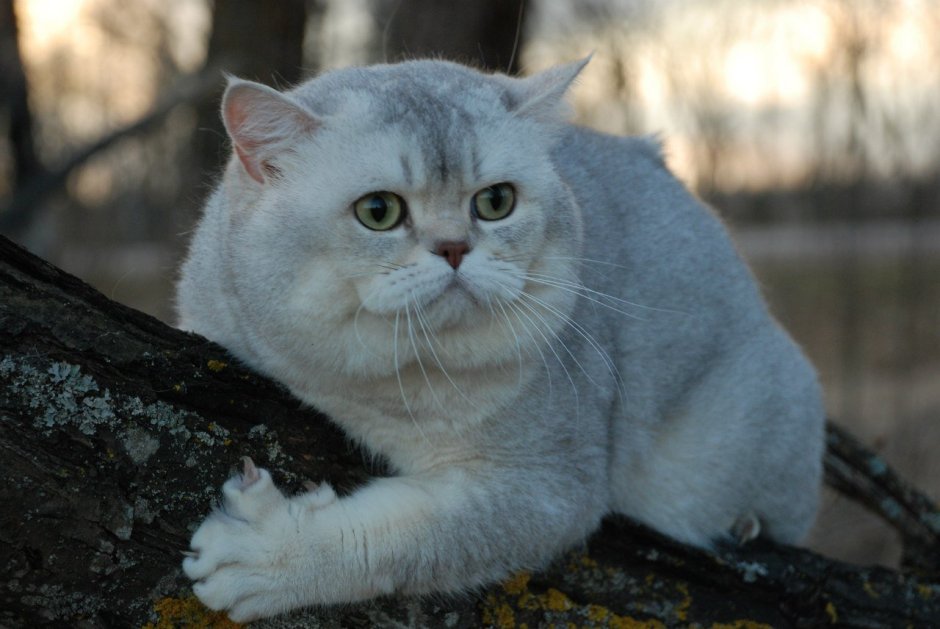 Британская шиншилла Коби