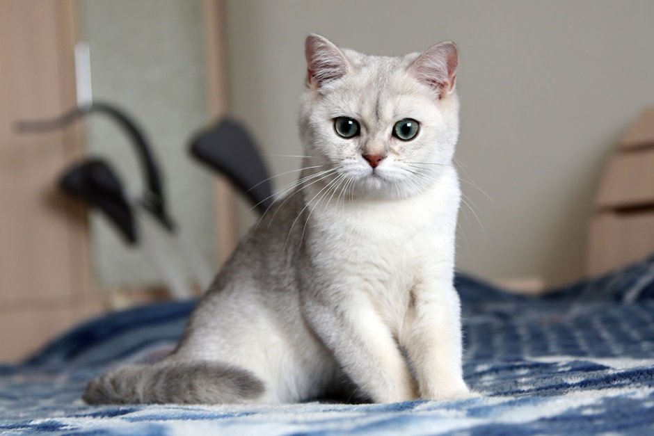 Британская Золотая шиншилла
