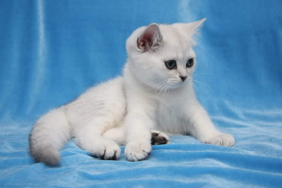 Британская короткошёрстная серебристая шиншилла