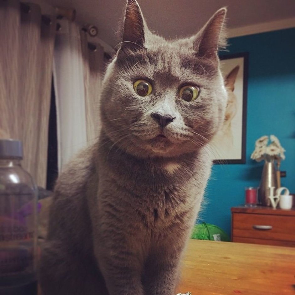 Удивленный кот
