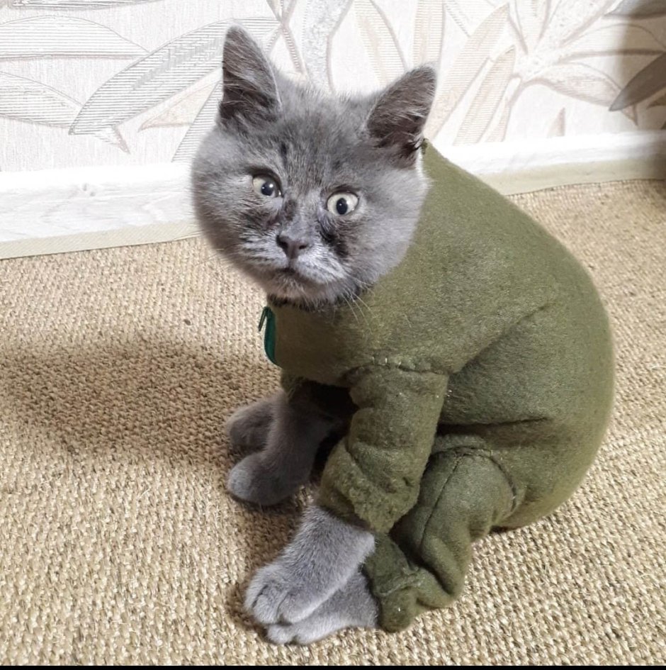 "Вечно удивленный" Ростовский кот Федя