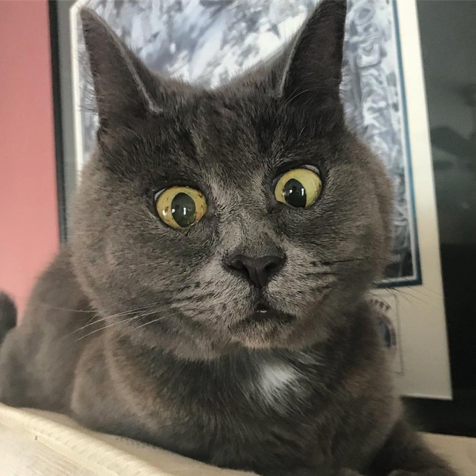 Удивленный взгляд кота