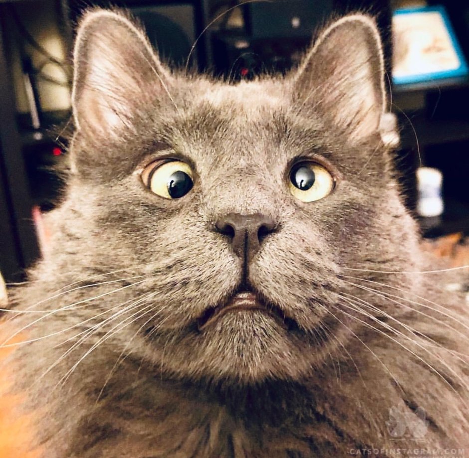 Смешной кот
