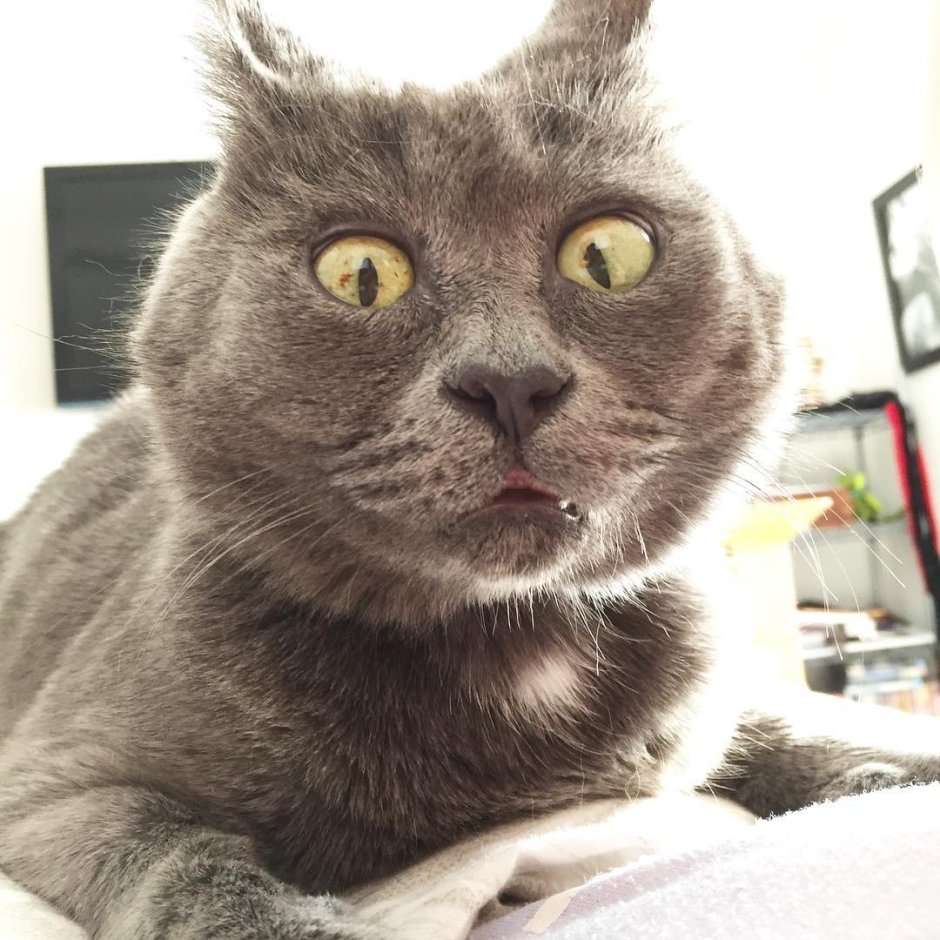 Котик Кевин