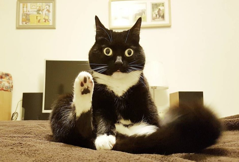 Смешной белый кот