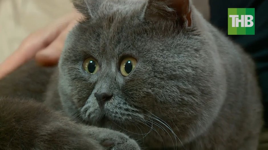 Кот Федя из Ростовской области