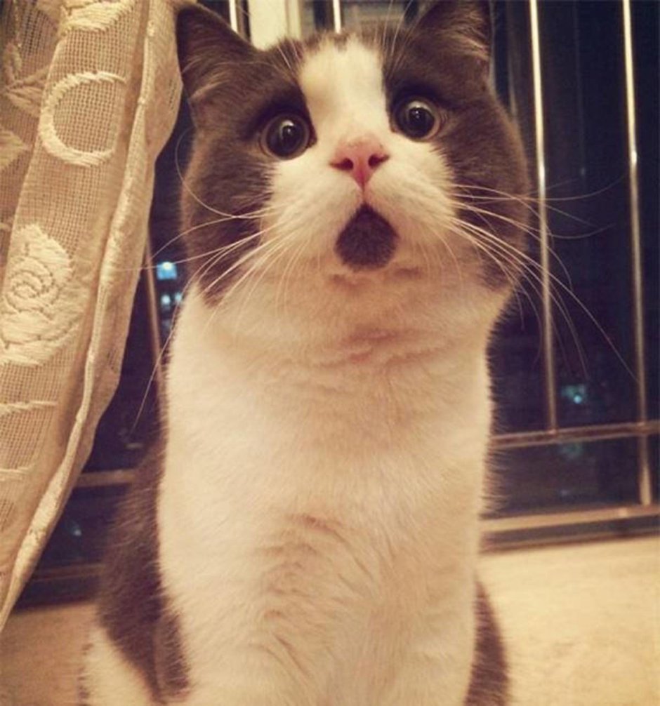 Удивленный кот