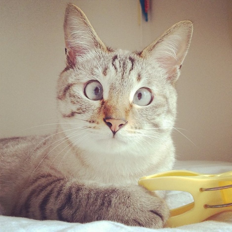 Кот внимательно смотрит