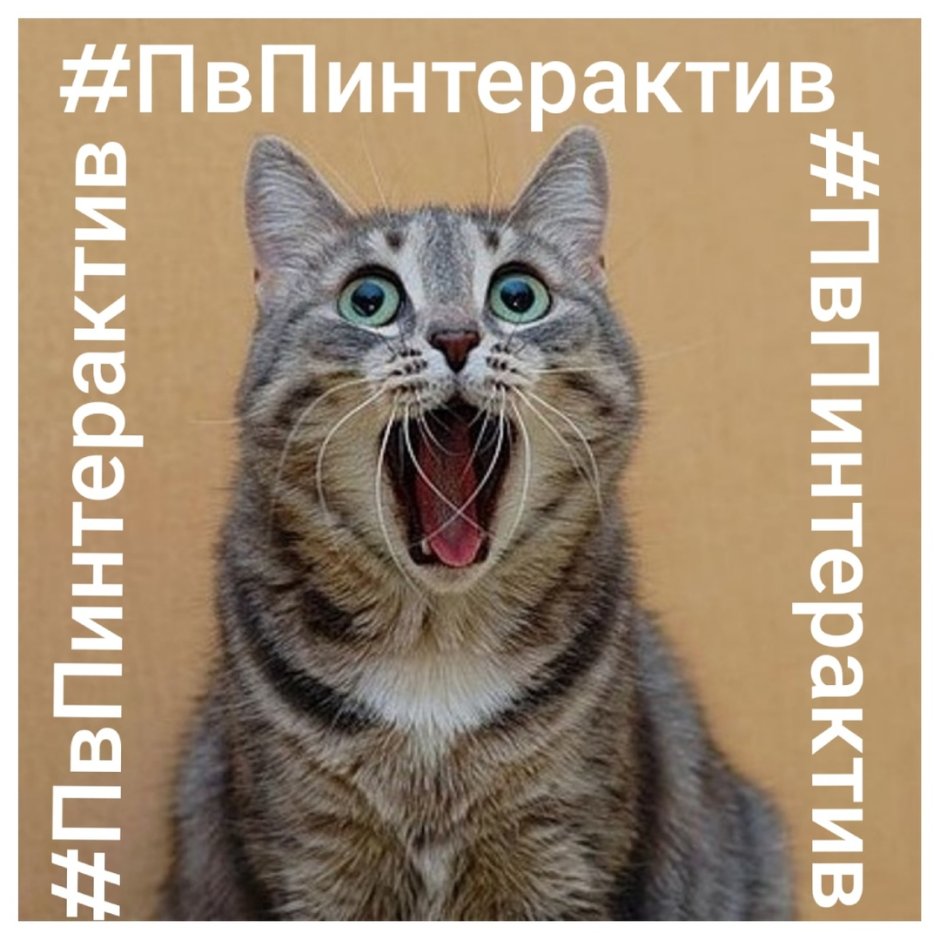 Кот в шоке