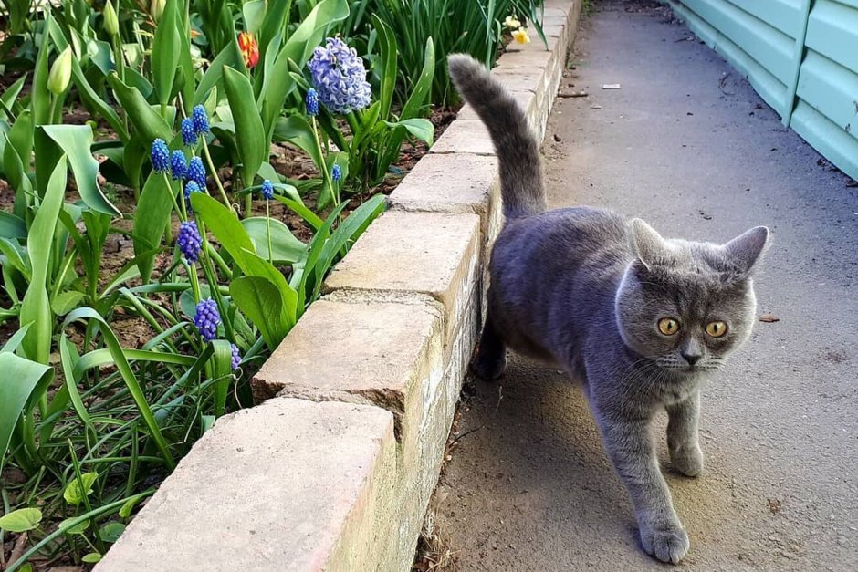 Коты с высунутым языком