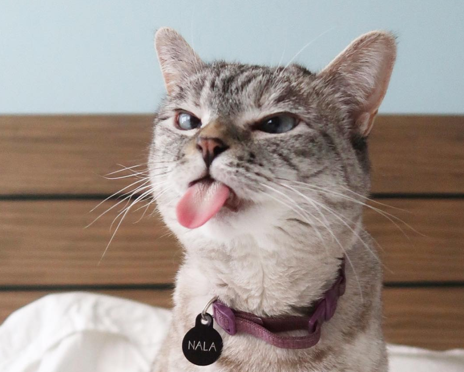 Удивленная морда кота