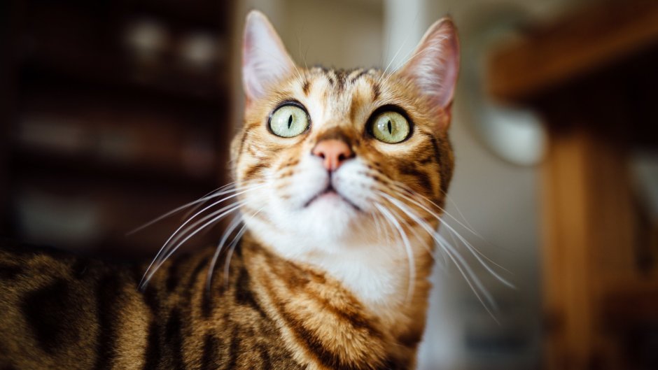 Удивленный кот