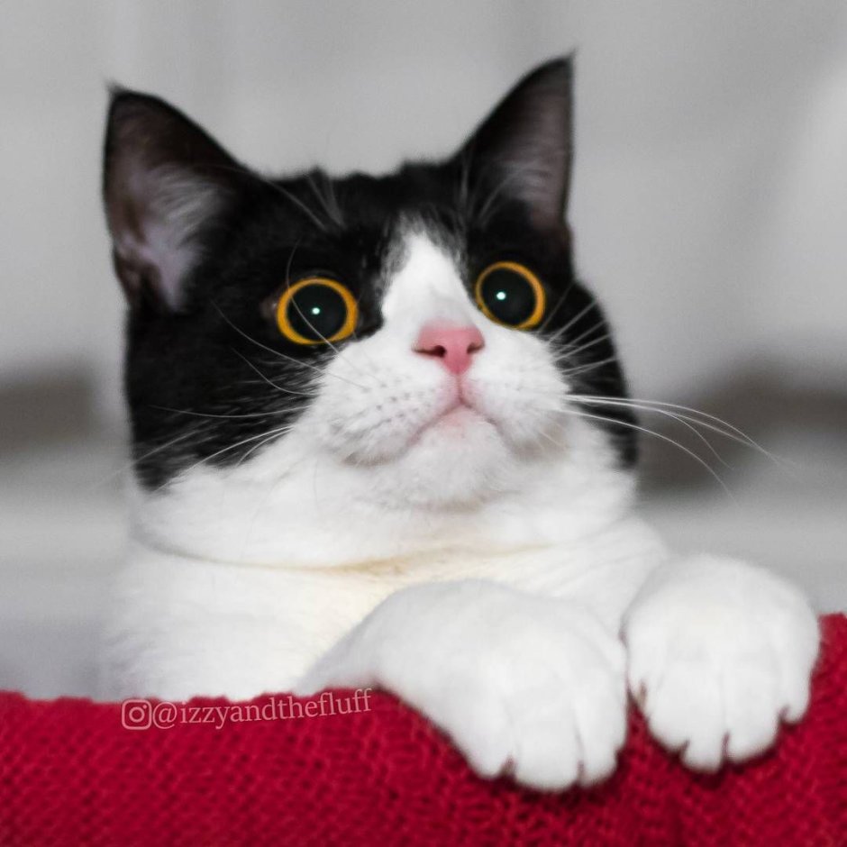 Кошка удивляется