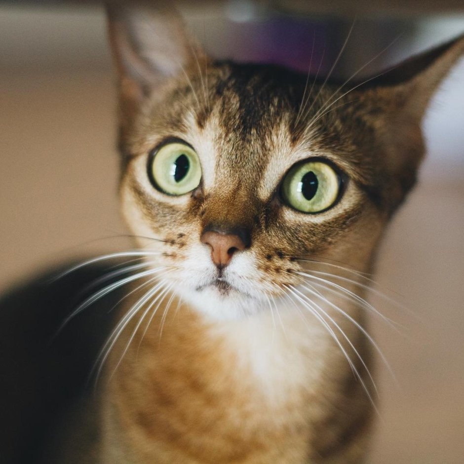 Смешной удивленный кот