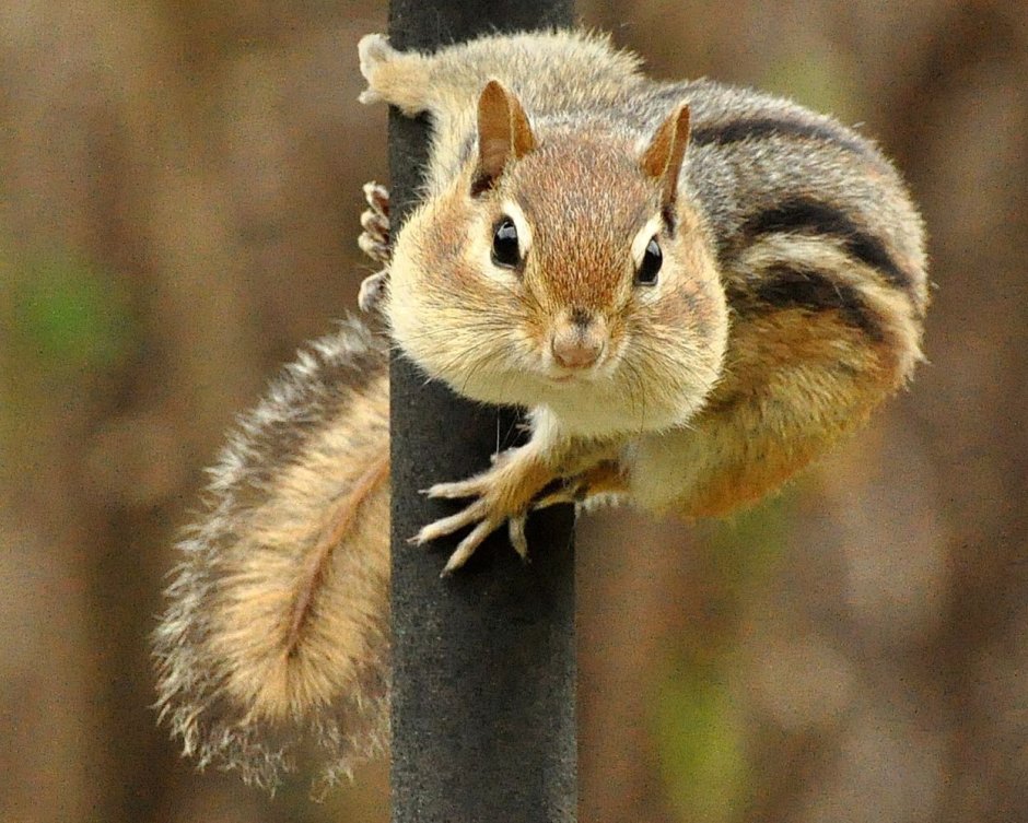 Eutamias sibiricus