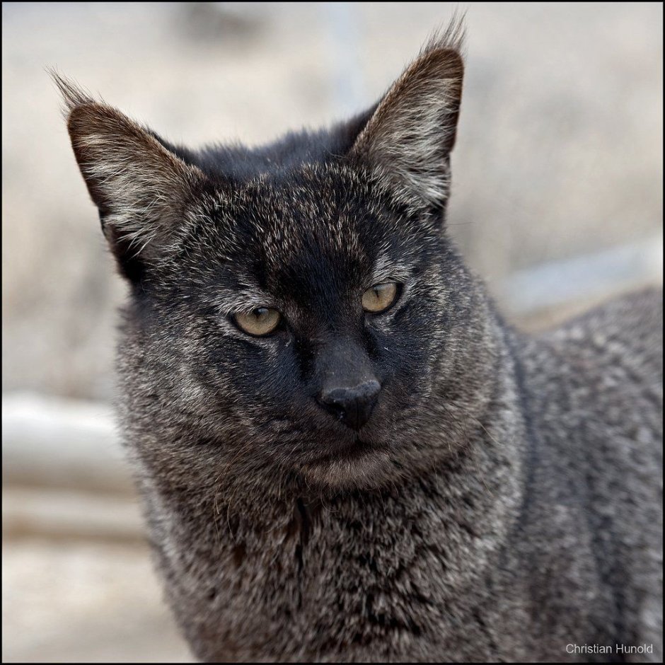 Писания буря коты Воители