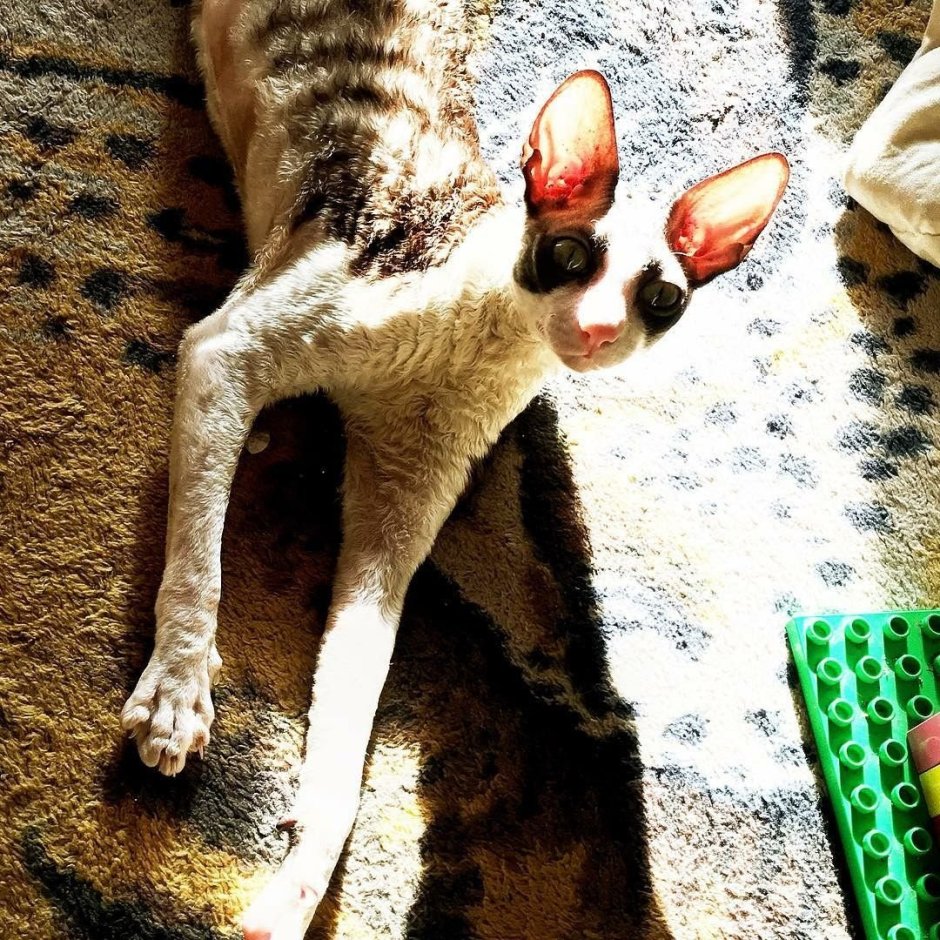 Абиссинская кошка