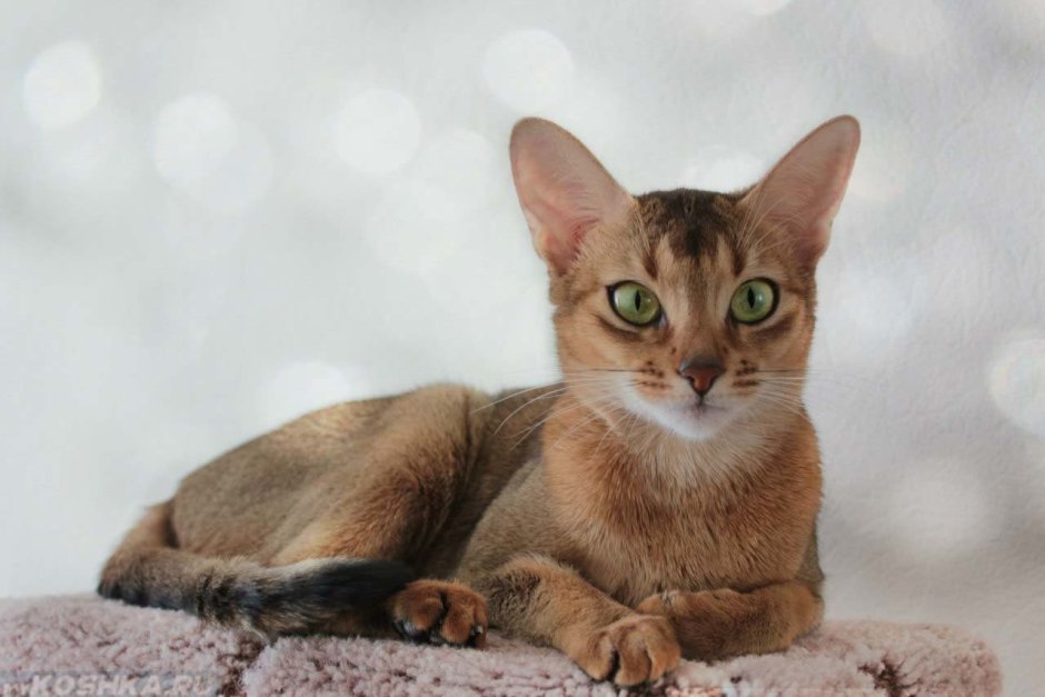Абиссинская кошка серая