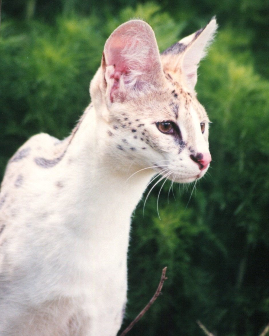 Египетская Ориентальная кошка