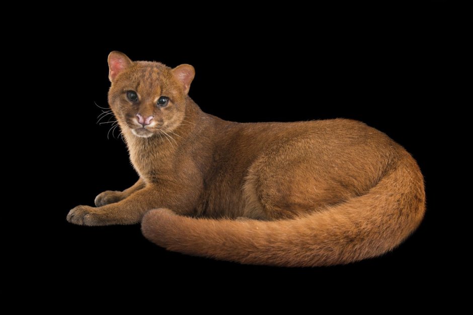 Кот Хосико в шапке ушанке
