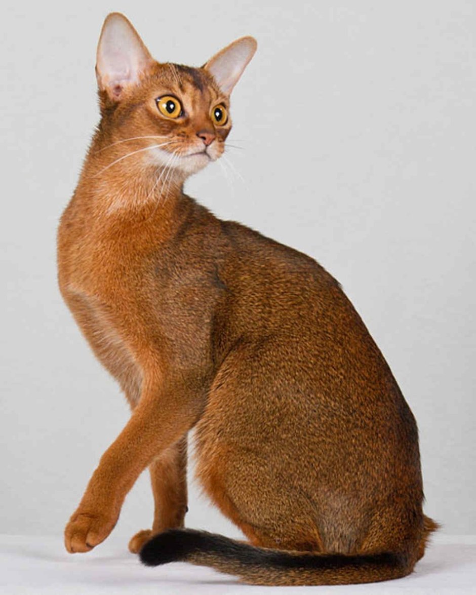 Черная кошка