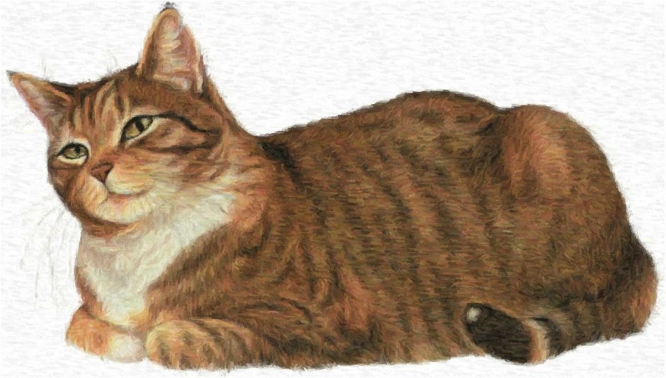 Кот сиамской породы